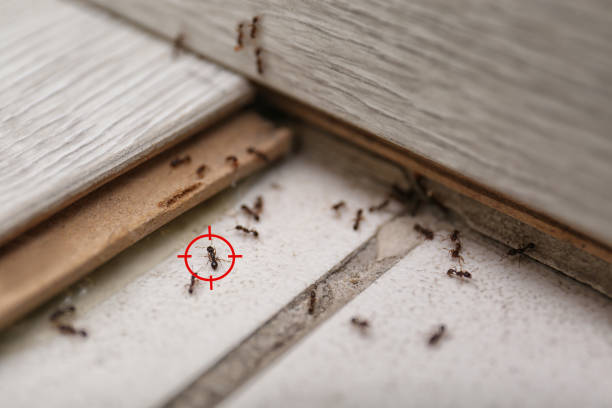 Best Pest Inspection Near Me  in Wellsburg, WV