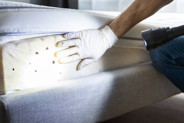 Best Pest Prevention Services  in Wellsburg, WV